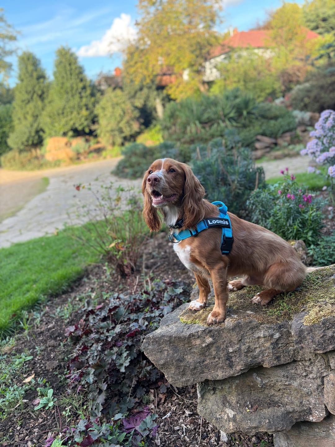 Customer photo review of ParoPet No Pull Dog Harness