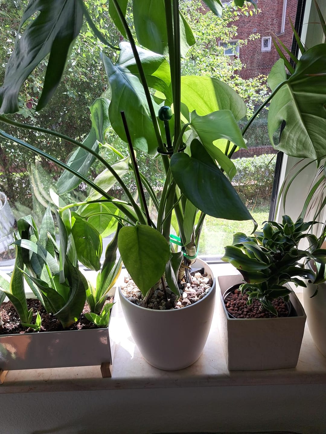 Customer photo review of Floragard Green Jungle Mix, Mineralisches Pflanzengranulat, Mineralische Blumenerde, ohne Torf