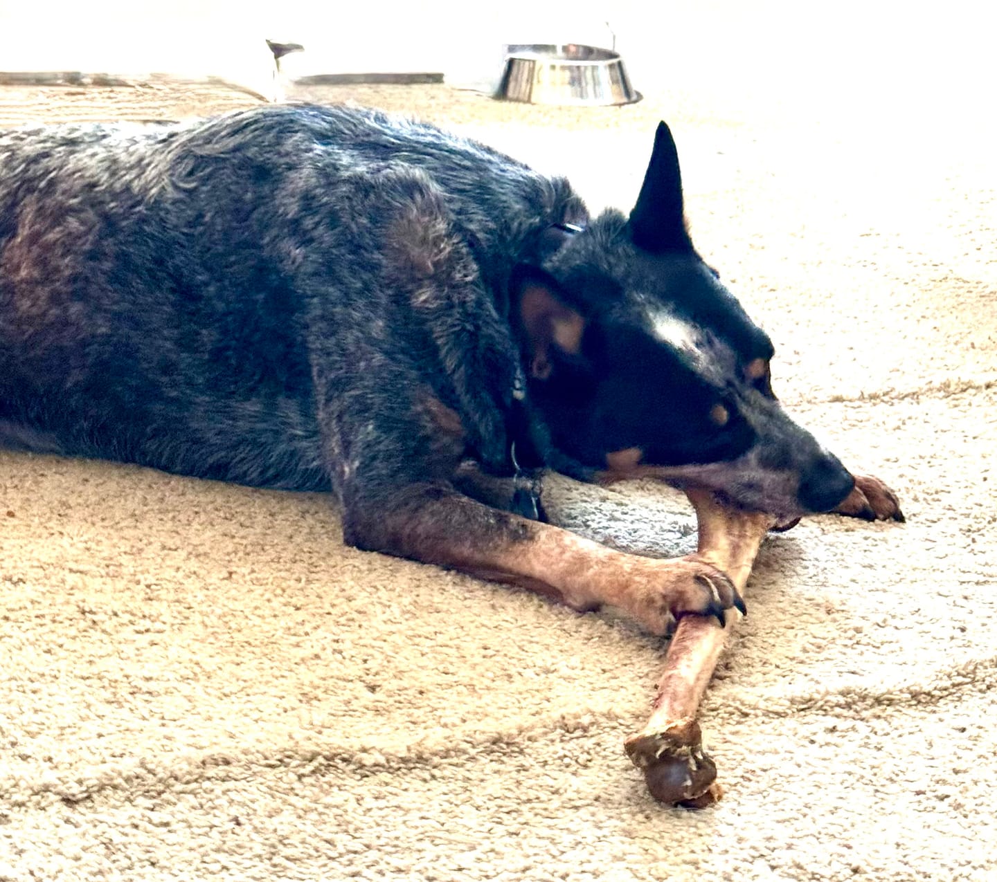 Customer photo review of Ostrich Long Bone (19" x 3.5"): The Ultimate Challenge for Medium, Large & Extra-Large Dogs
