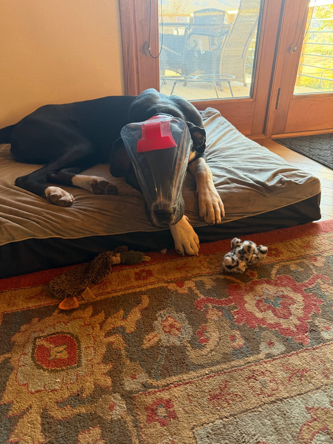 Customer photo review of OptiVizor - Regular Snout - Clear UV Tint