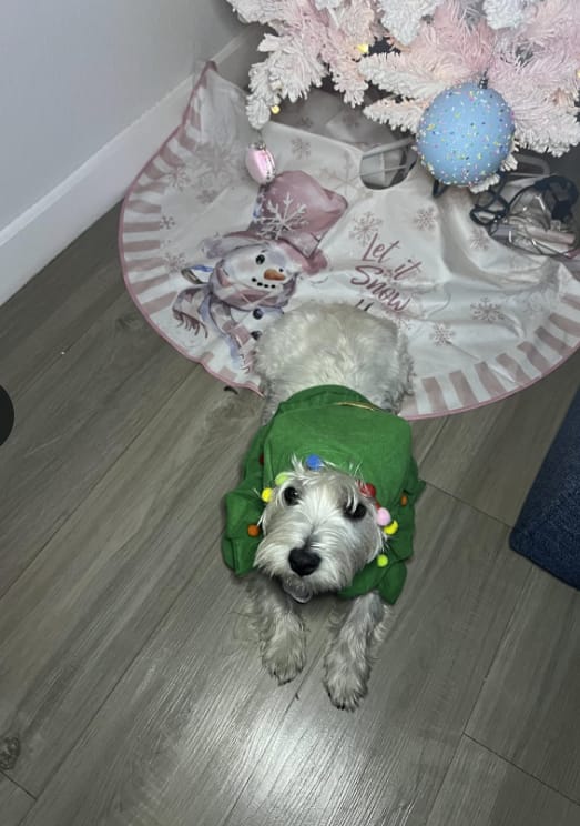 Customer photo review of 🎄 Velora™ Christmas Tree Pet Cape
