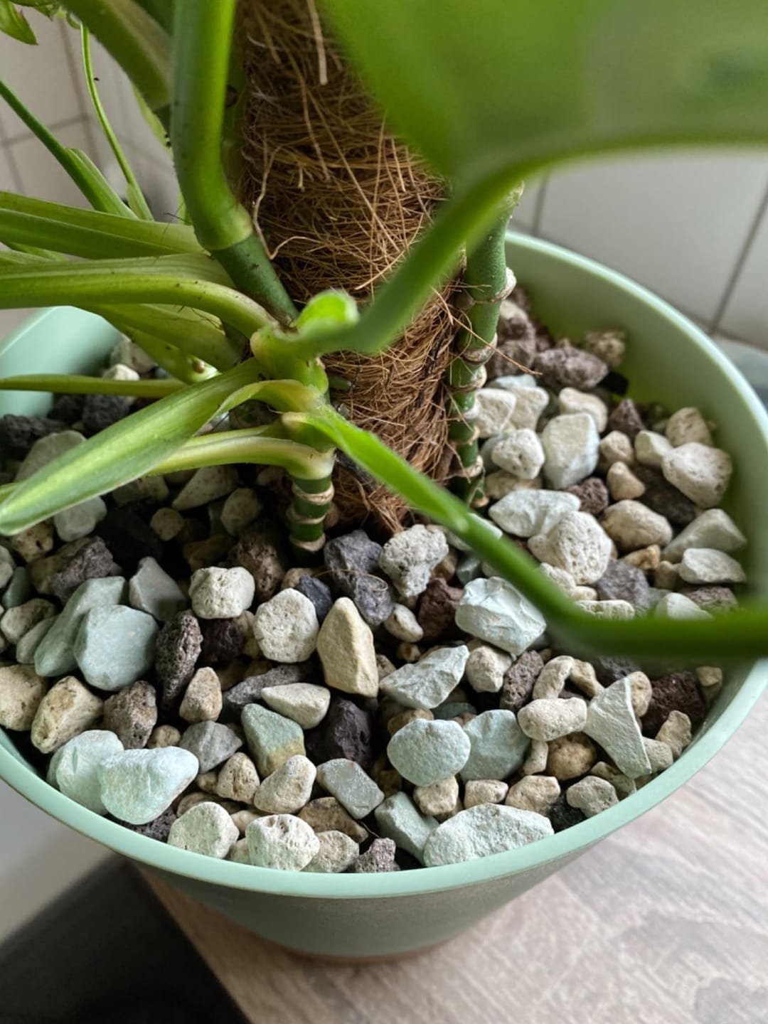 Customer photo review of Floragard Green Jungle Mix, Mineralisches Pflanzengranulat, Mineralische Blumenerde, ohne Torf