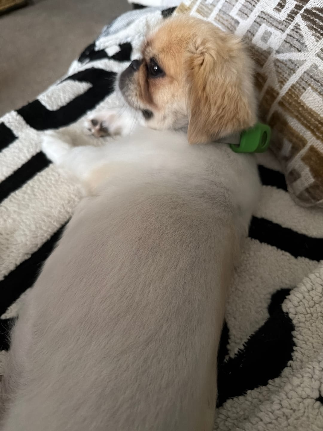 Customer photo review of FurLife™ 12 Months Flea and Tick Free