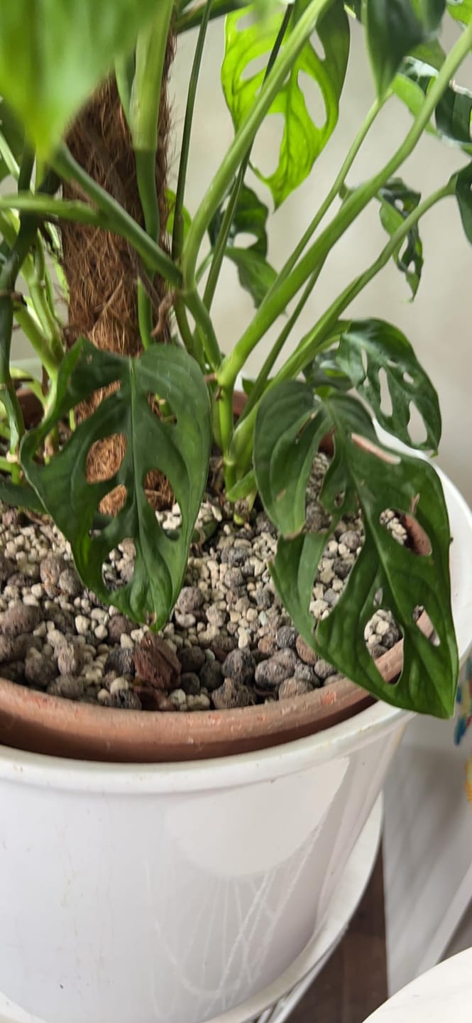 Customer photo review of Floragard Tongranulat, Blähton, Hydrokultursubstrat für Pflanzkästen, Kübel oder Topfe