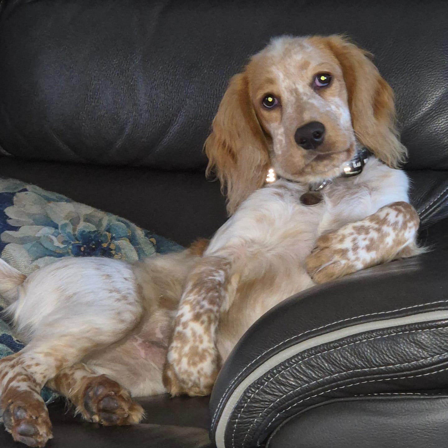 Customer photo review of Trail & Glow® Collar - Dog Party