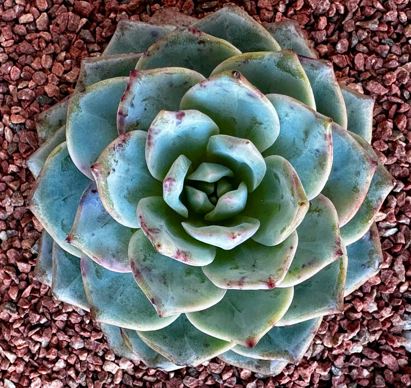 Customer photo review of Echeveria 'Blue Bird'