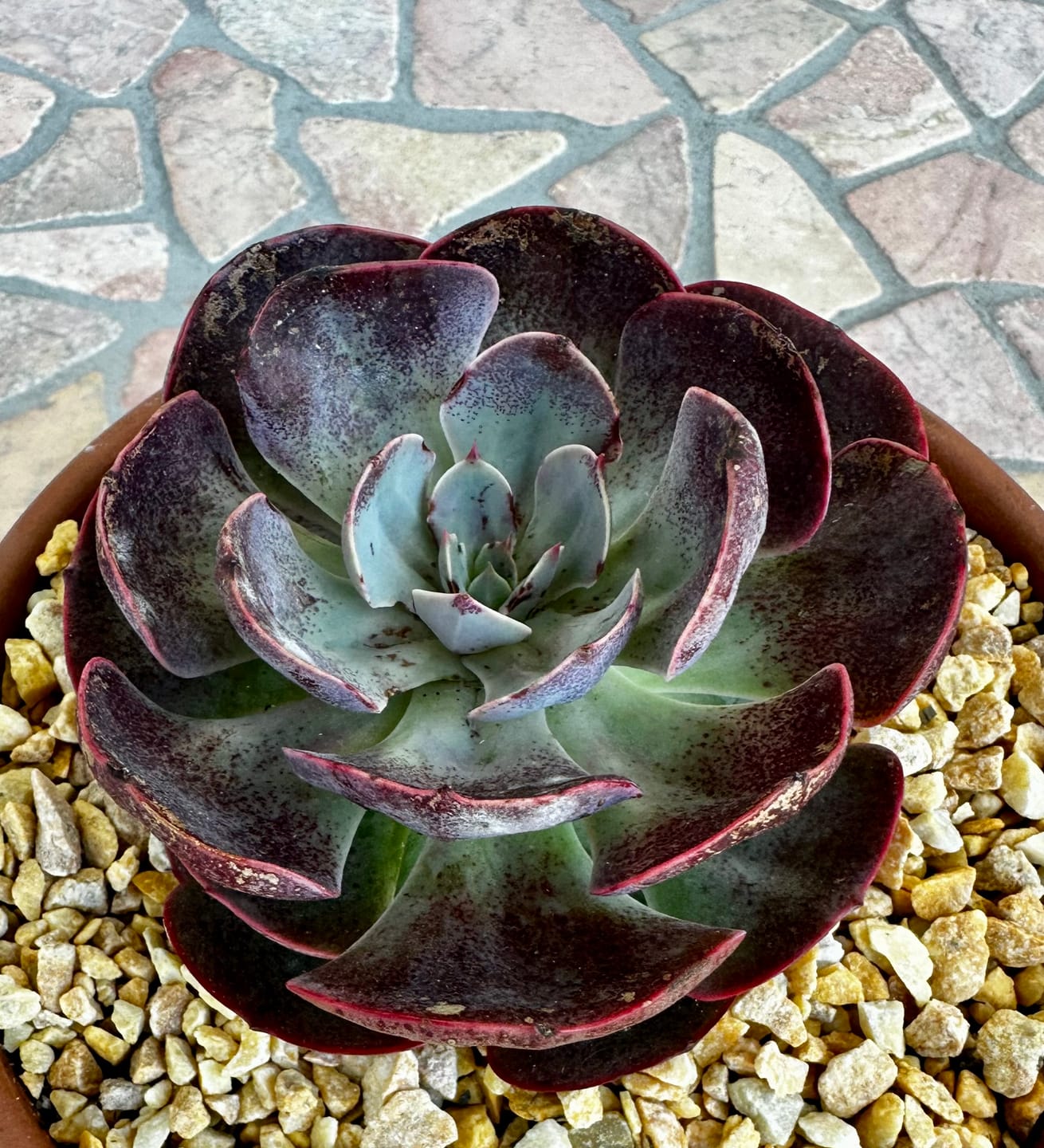Customer photo review of Echeveria Muesli