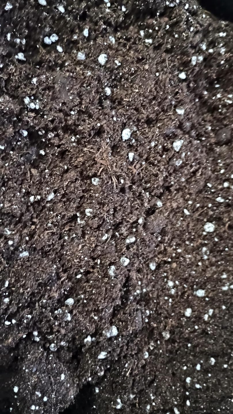 Customer photo review of Floragard Professional Growmix 70L, Cannabis Erde Topfsubstrat mit Perlite und Trichoderma