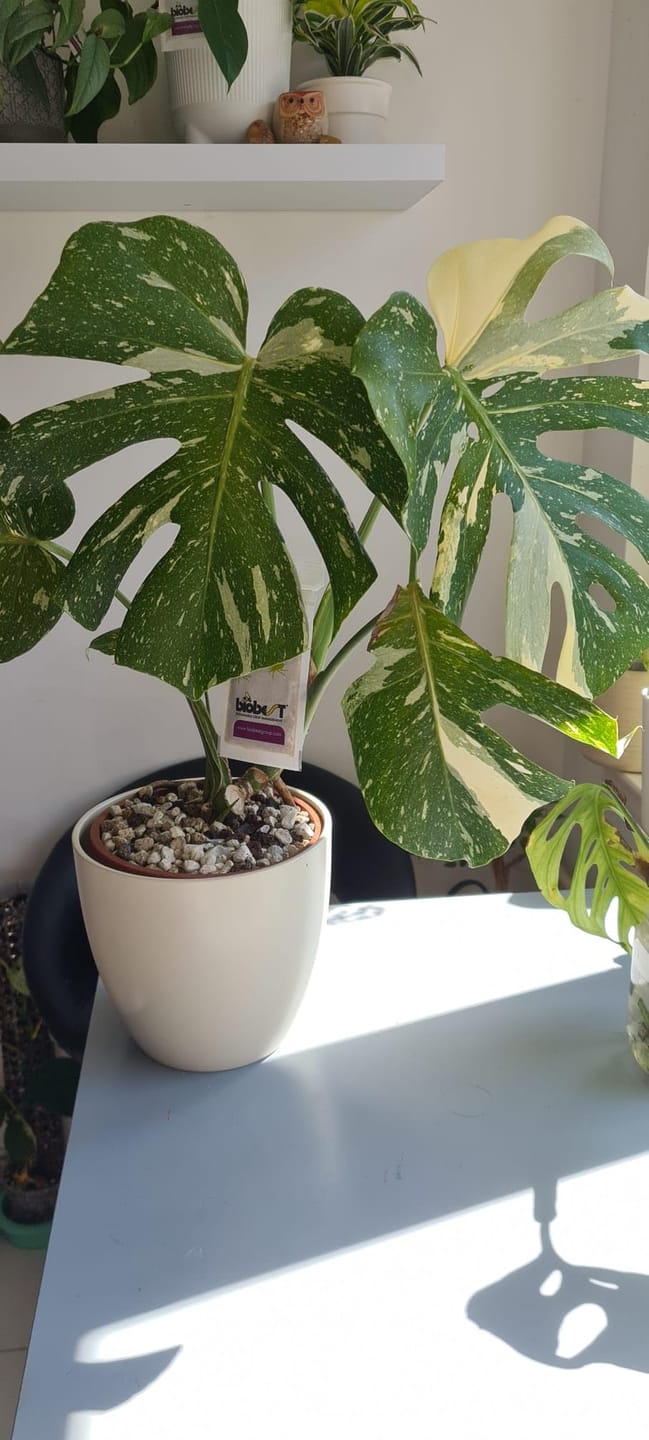 Customer photo review of Floragard Green Jungle Mix, Mineralisches Pflanzengranulat, Mineralische Blumenerde, ohne Torf