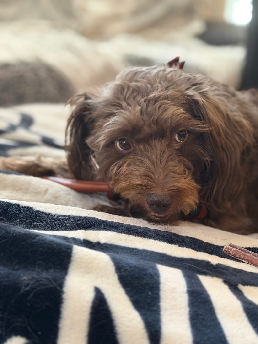 Customer photo review of 12 Inch Standard Bully Stick