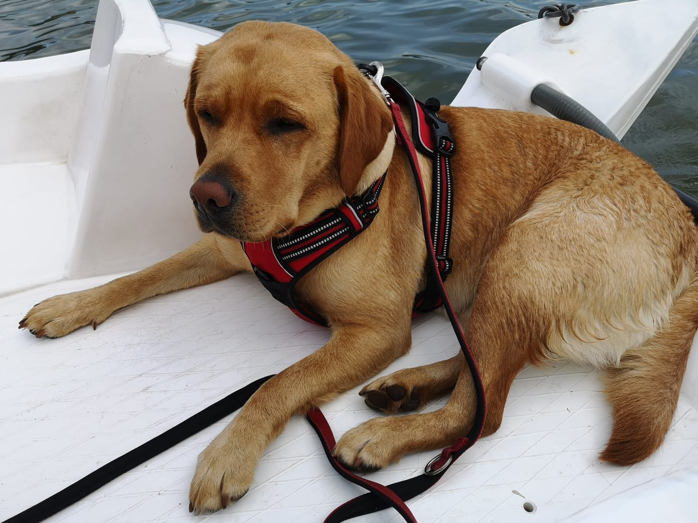 Customer photo review of Wurmtest Pro Hund
