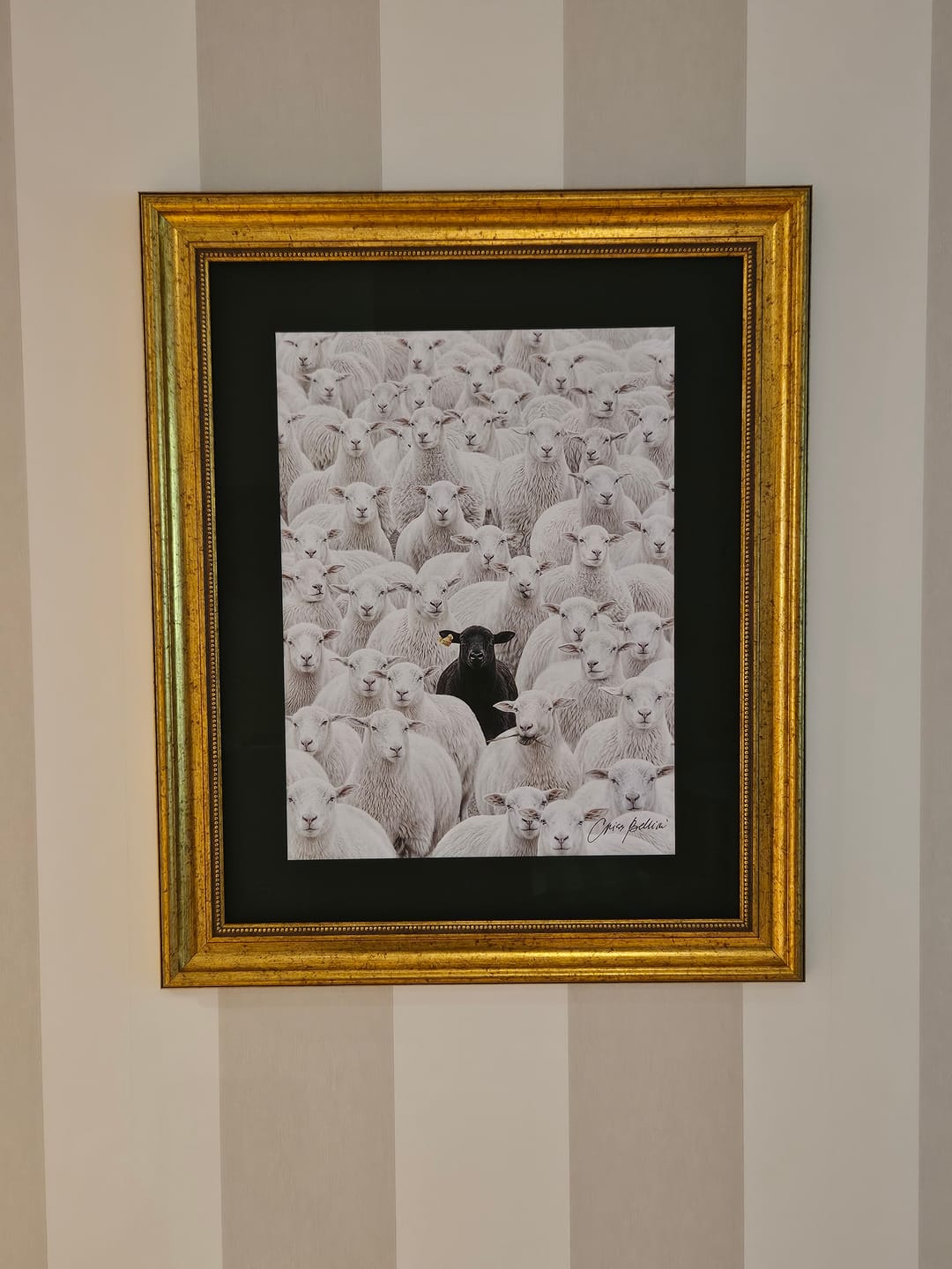 Customer photo review of The Black Sheep