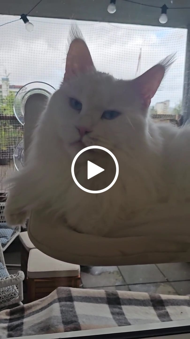 Customer video review of Window Cat vindusseng