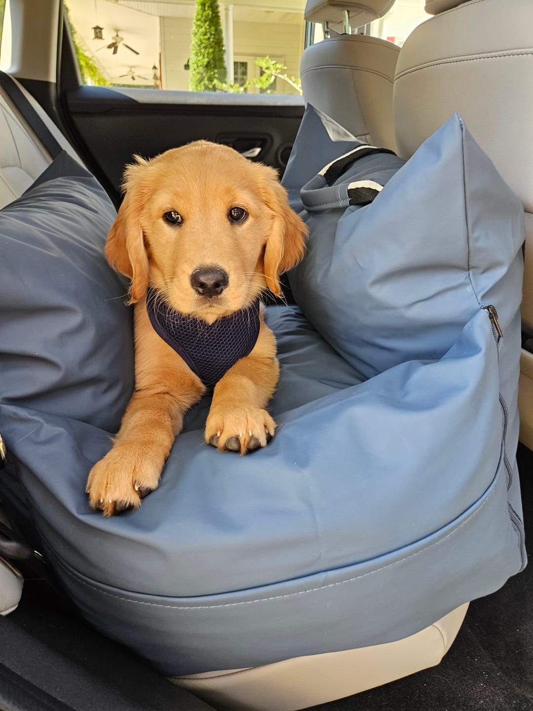 Customer photo review of Dog Dock V2 New With Latch Anchors