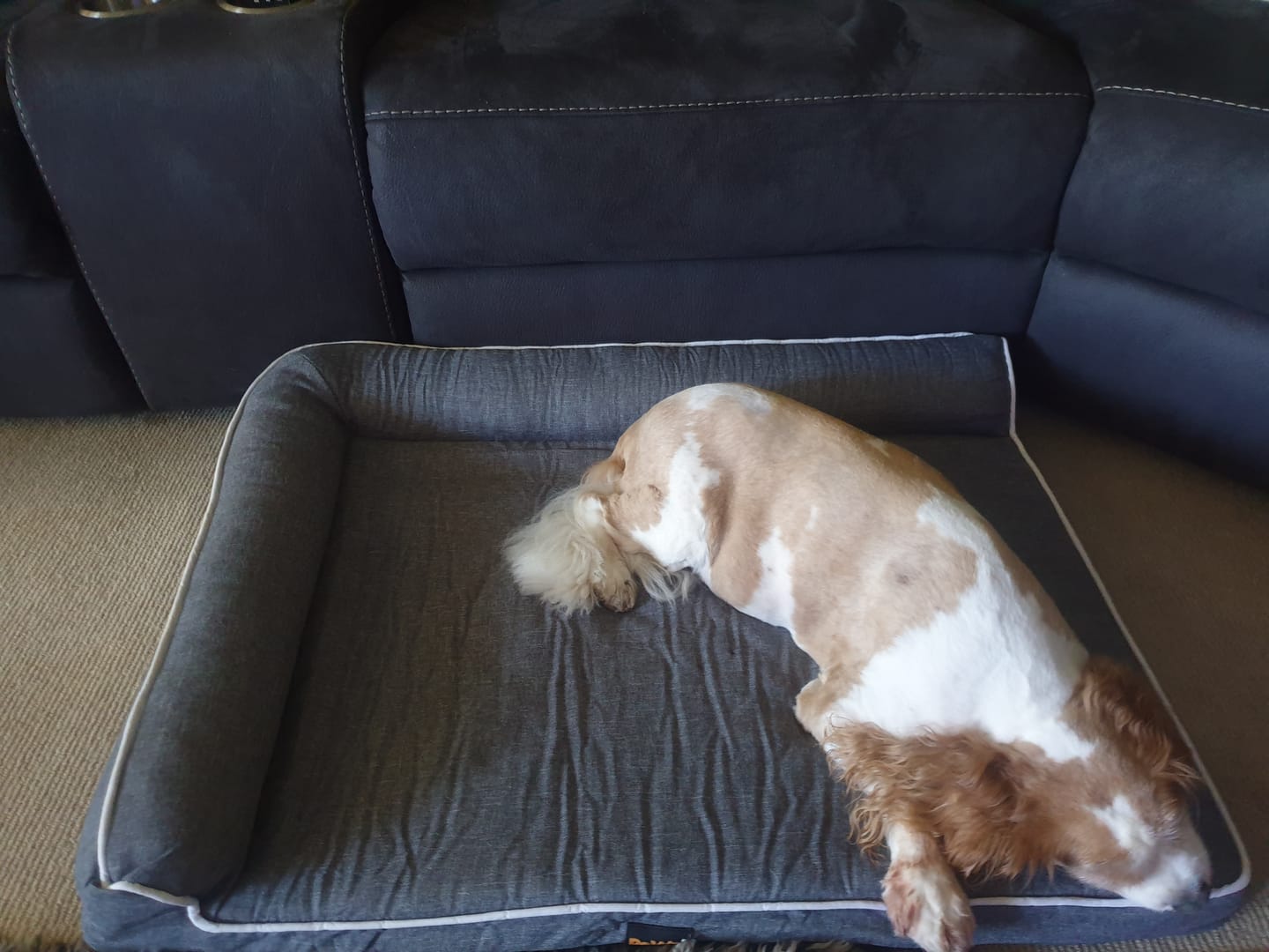 Customer photo review of Orthopedic Pet Bed Memory Foam With Cooling Gel