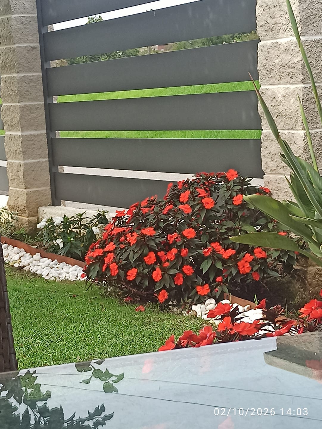 Customer photo review of FERTIBONO MásFlor - Fertilizante que Revive tus Plantas Verdes y Flores, Abono Liquido, [100%] Natural y Orgánico, 1L