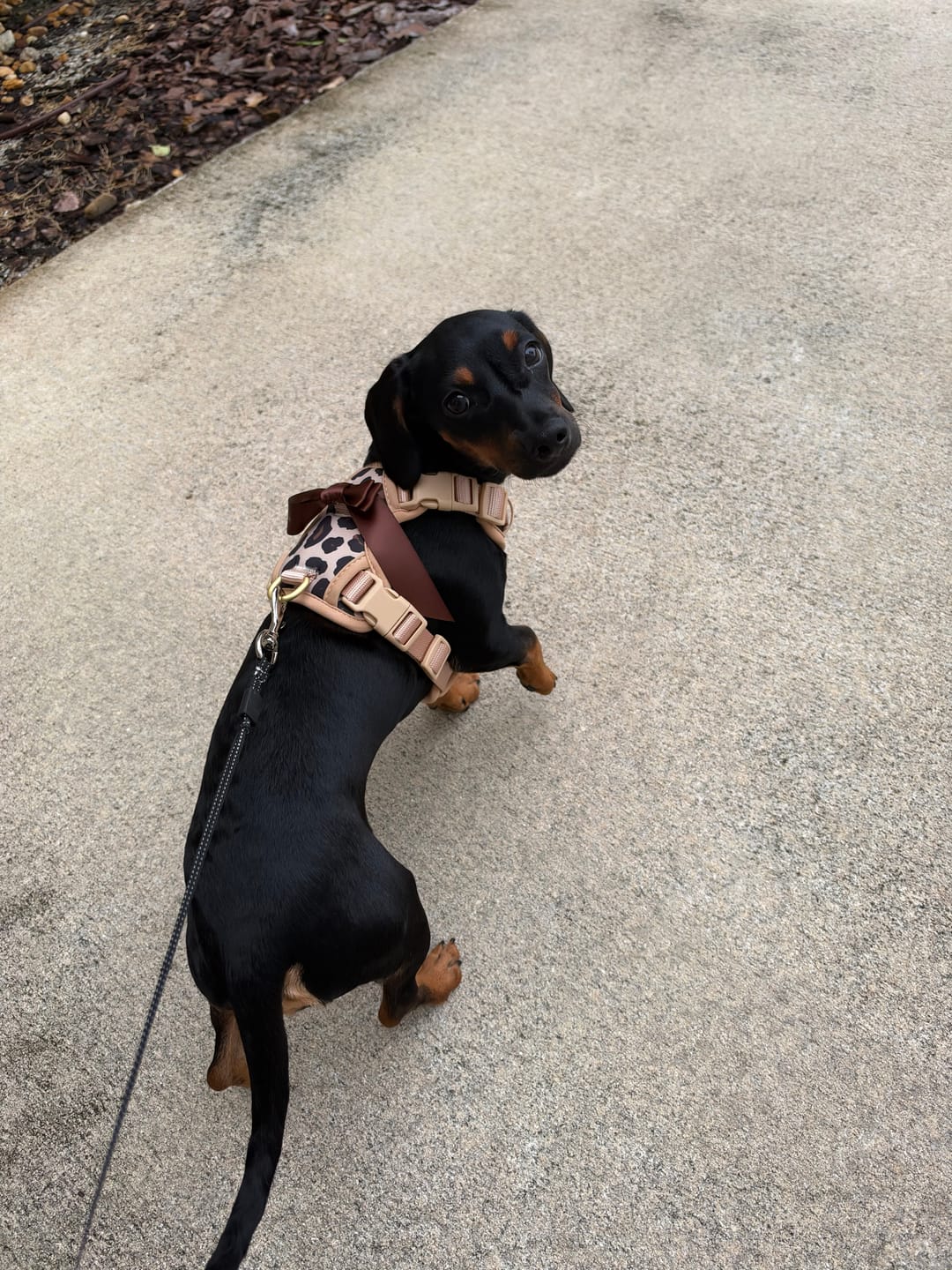Customer photo review of Wander! Bow Harness Kit Blossom - Gold