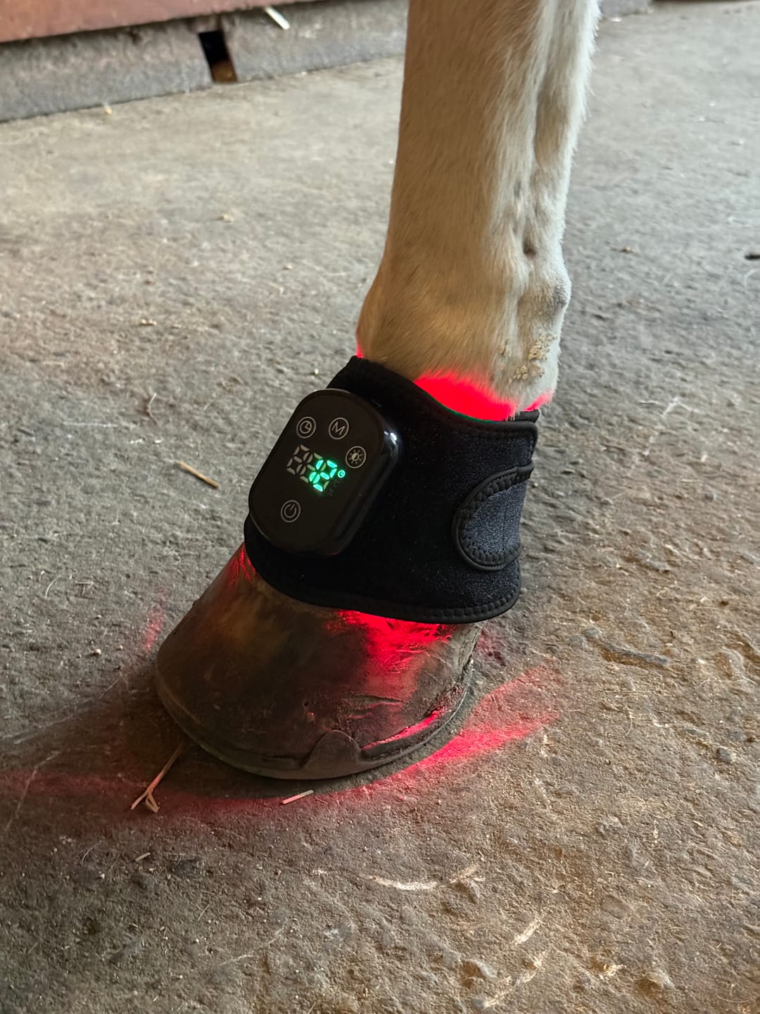 Customer photo review of HorseHalo™ HaloLegs Mini
