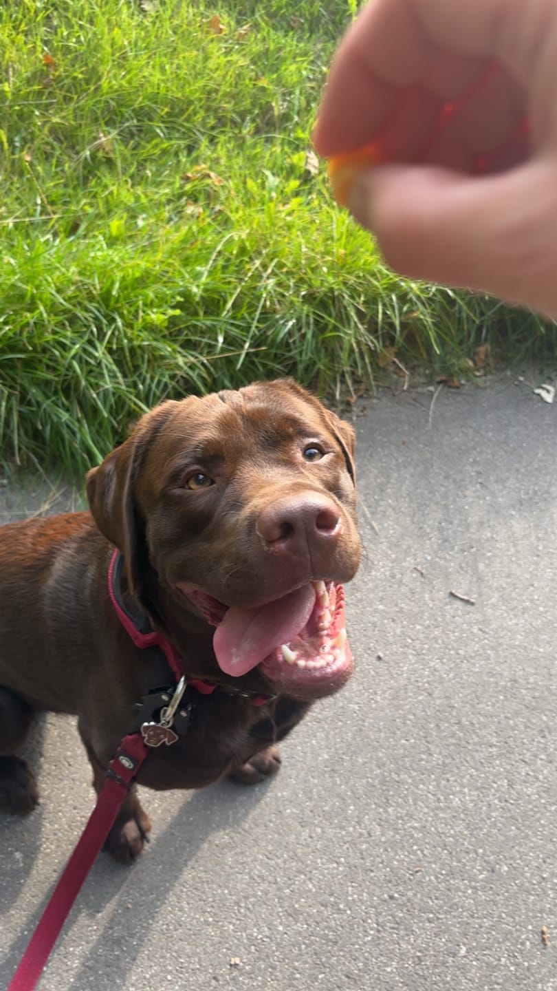 Customer photo review of 4cm Combat® Collar | With Handle & Secure Clip - Burgundy