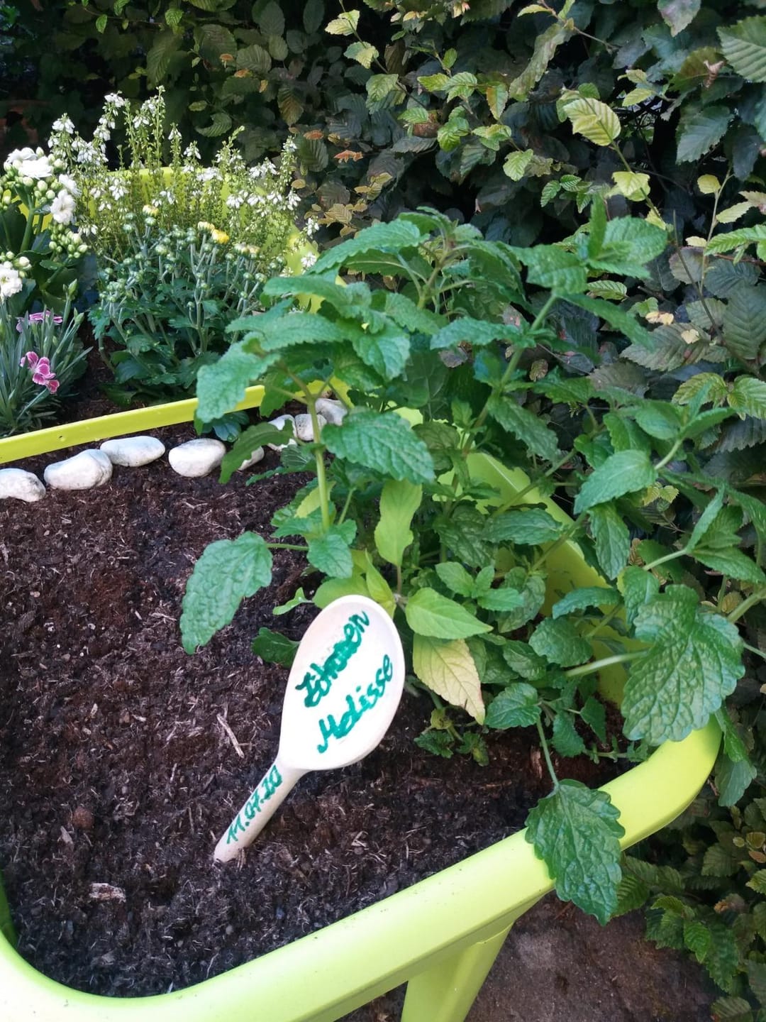 Customer photo review of Floragard Uni Bio Hochbeet Erde 40L, Hochbeeterde, Gemüseerde, Paprikaerde, torfred.