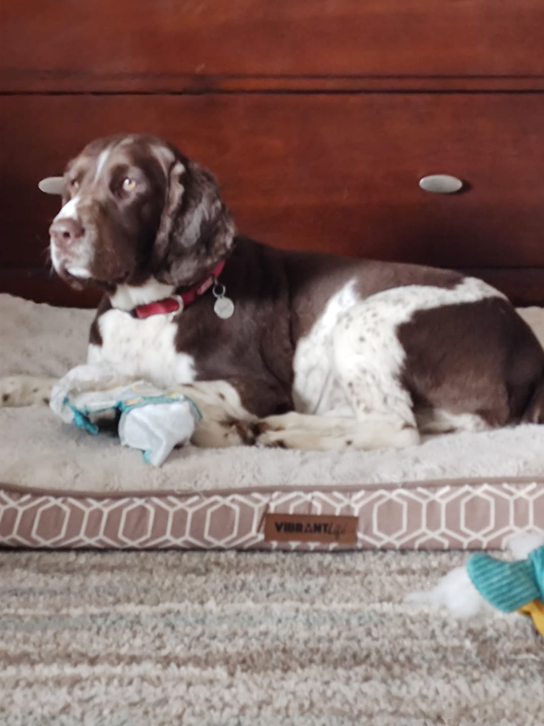 Customer photo review of Tummy Essentials Digestive Chews