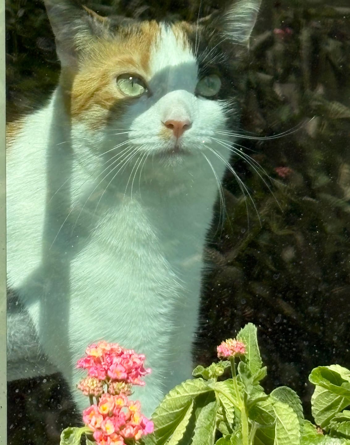 Customer photo review of Aggression and Frustration Reduction for Cats