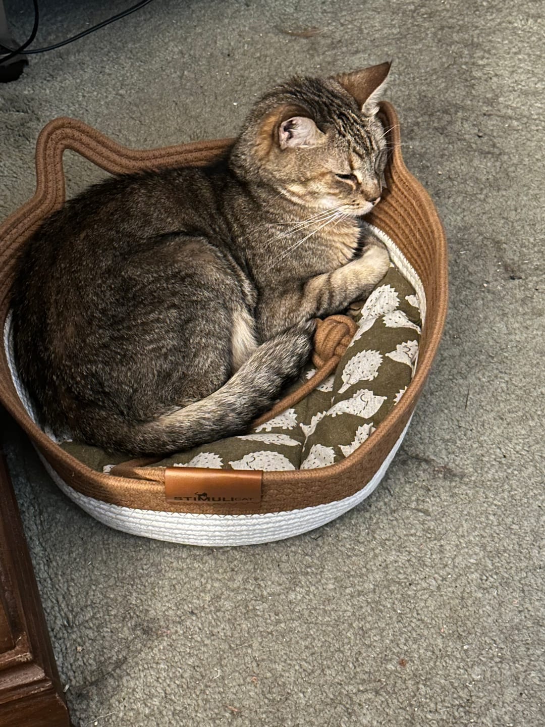 Customer photo review of Instinct Basket | Meet the first research-backed natural territory for indoor cats
