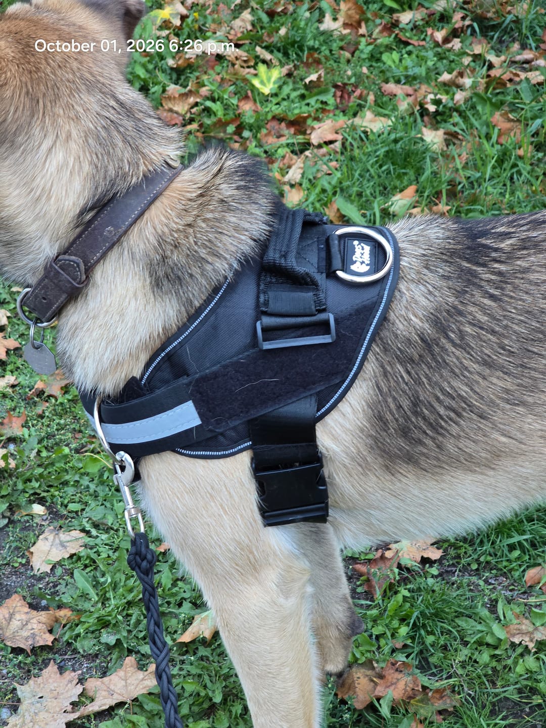 Customer photo review of Front D-Ring Attachment