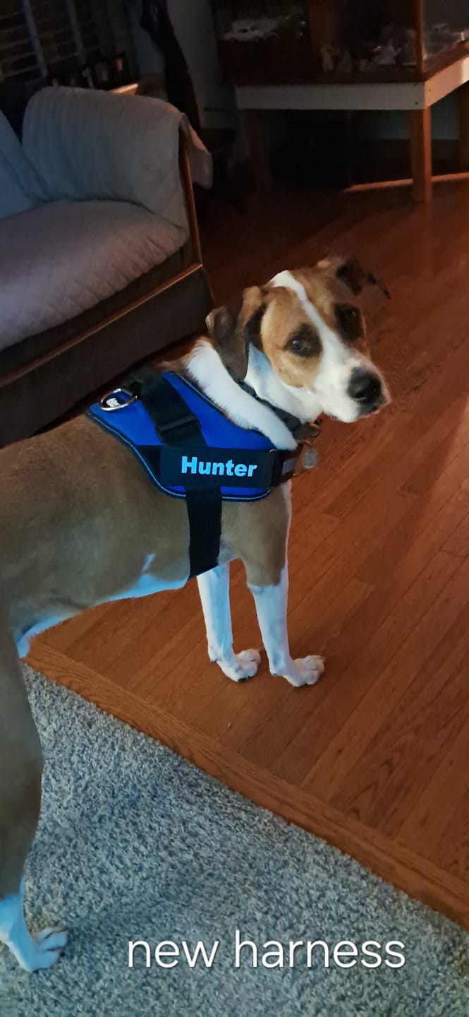 Customer photo review of SCOBYDOG No Pull Harness