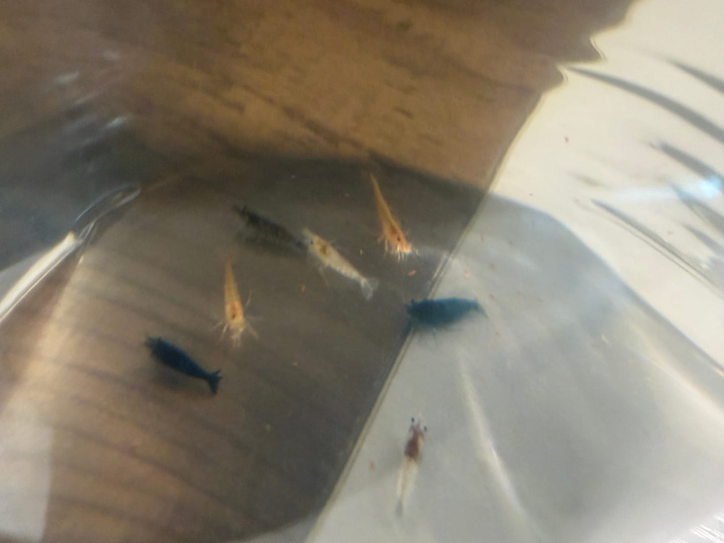 Customer photo review of Amano Shrimp (Algae-Eating Freshwater Shrimp)
