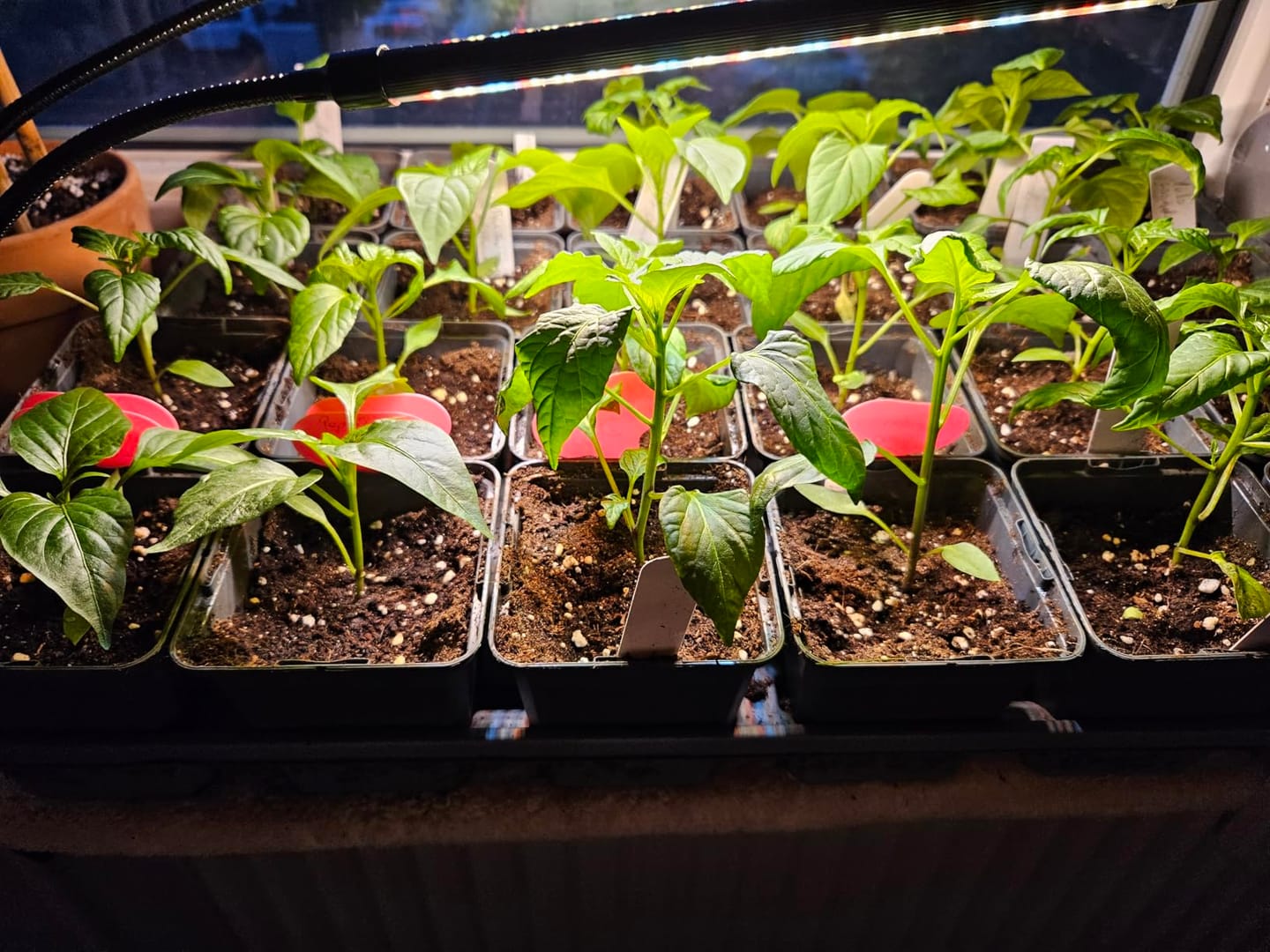 Customer photo review of Floragard Uni Bio Hochbeet Erde 40L, Hochbeeterde, Gemüseerde, Paprikaerde, torfred.