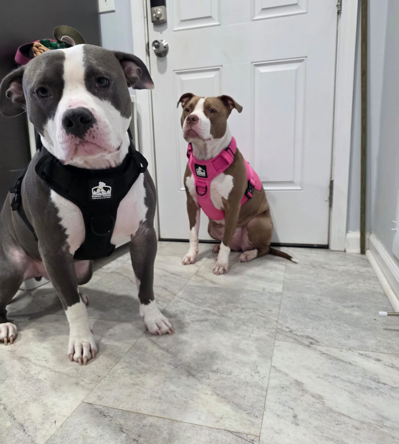 Customer photo review of No Pull Bully Proof Harness