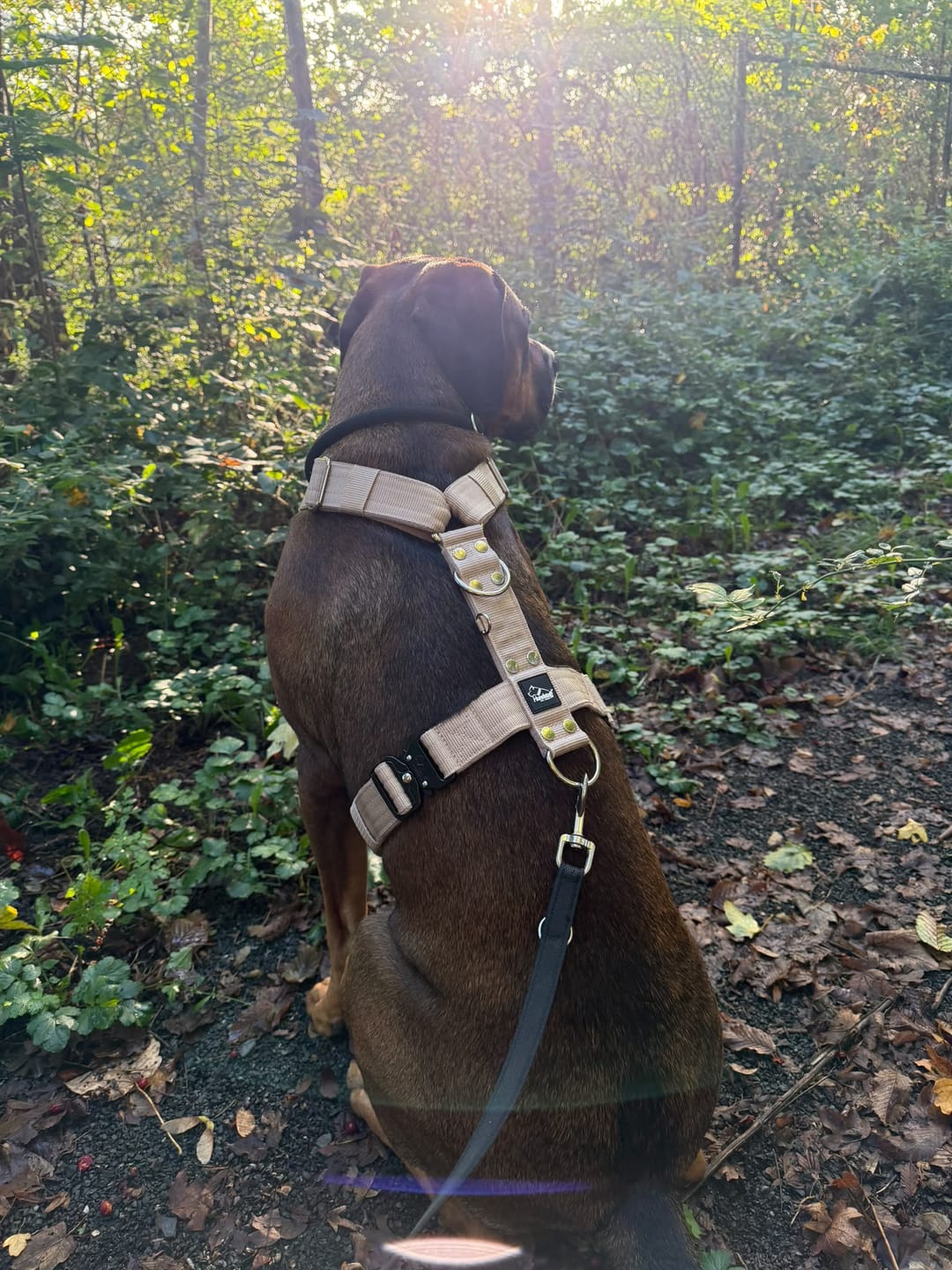 Customer photo review of Easy Walk Extreme Beige - Sele med snabbspänne