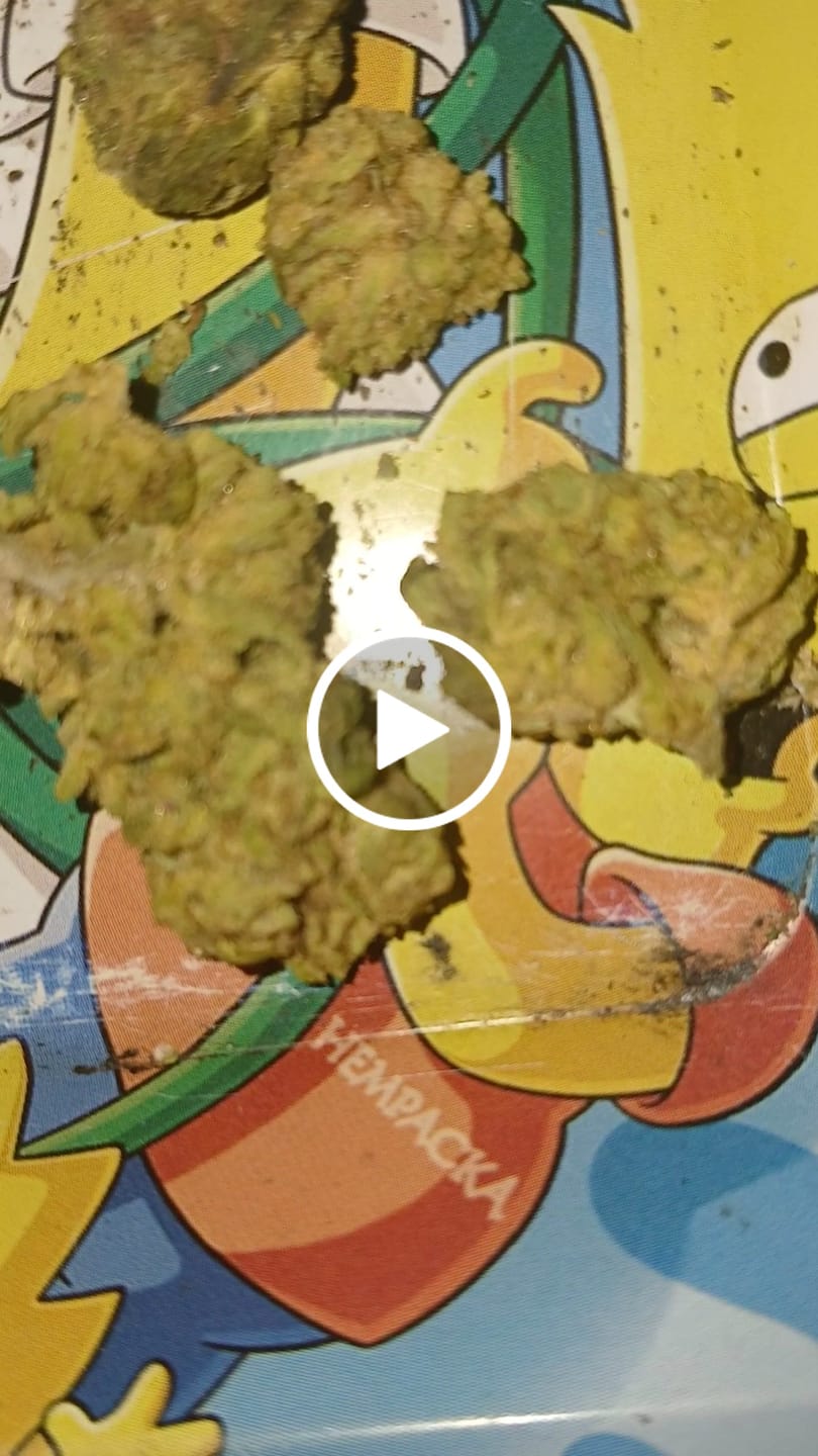 Customer video review of Oreoz - Minis - 14 Grams - Hybrid