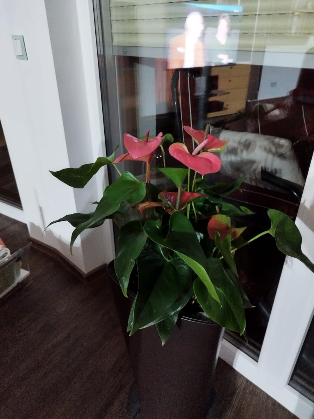 Customer photo review of Floragard Professional Growmix 70L, Cannabis Erde Topfsubstrat mit Perlite und Trichoderma