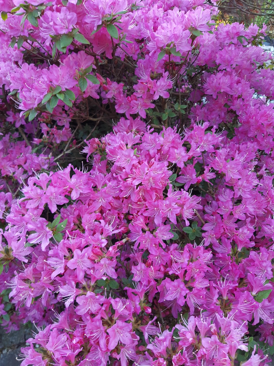 Customer photo review of HaGaFe Rhododendrondünger, Moorbeetdünger, Spezialdünger für alle Moorbeetpflanzen, mit Langzeitwirkung, hoher organischer Anteil