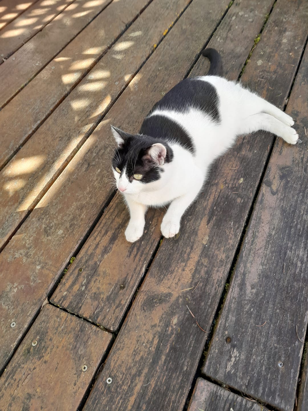 Customer photo review of Zpot-on für Katzen