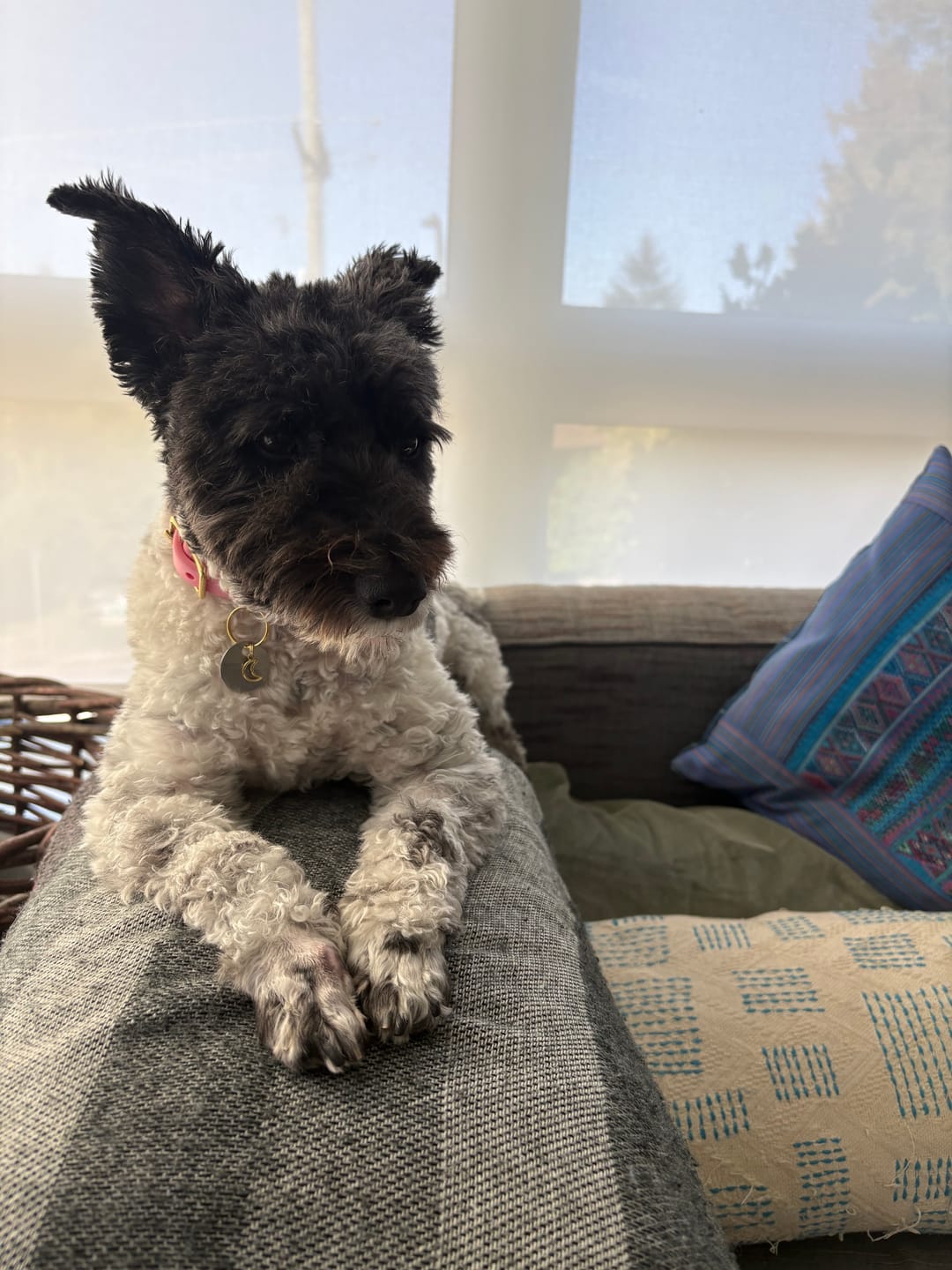 Customer photo review of Bubblegum - Classic Biothane Dog Collar