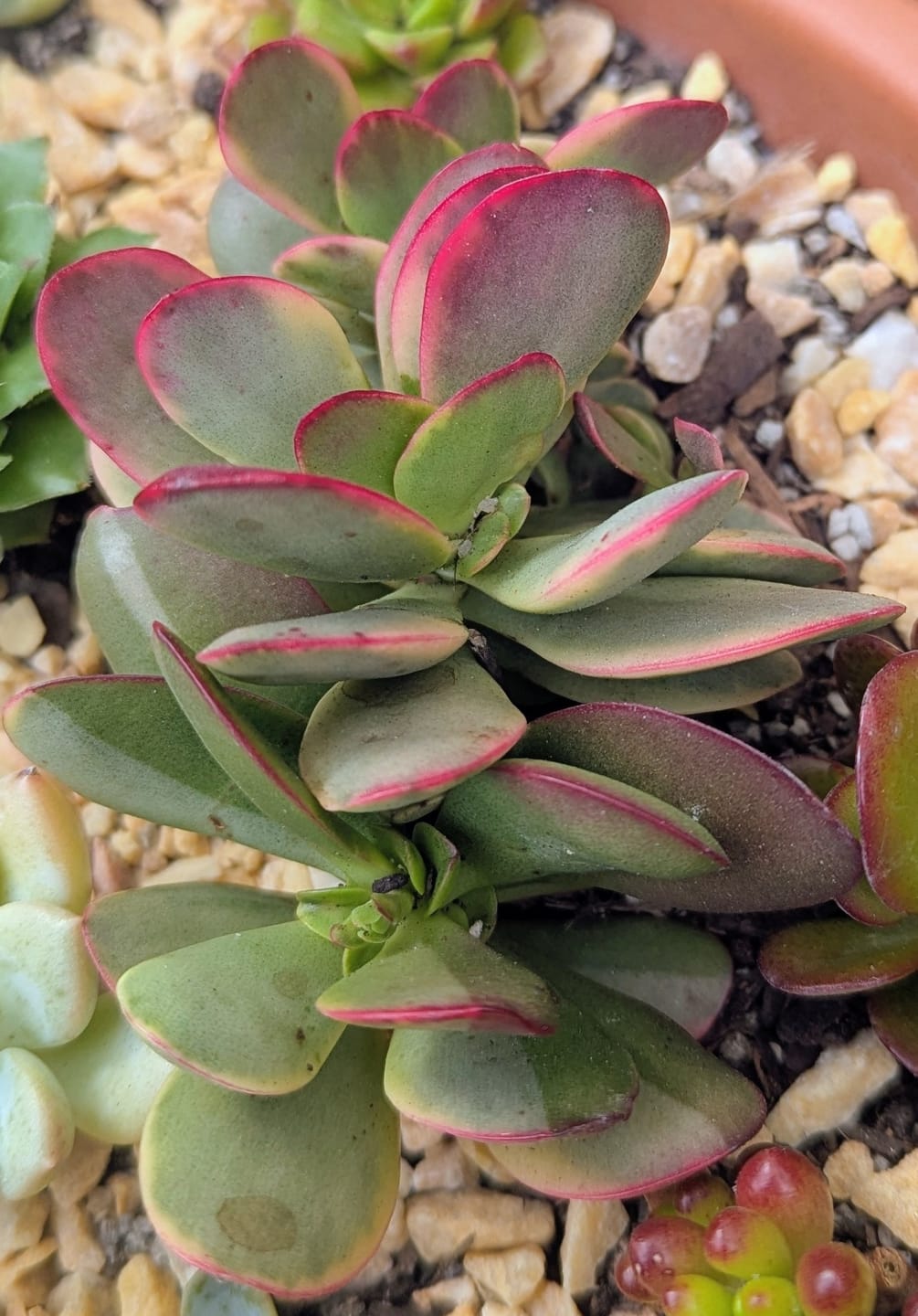 Customer photo review of Crassula Platyphylla Variagata