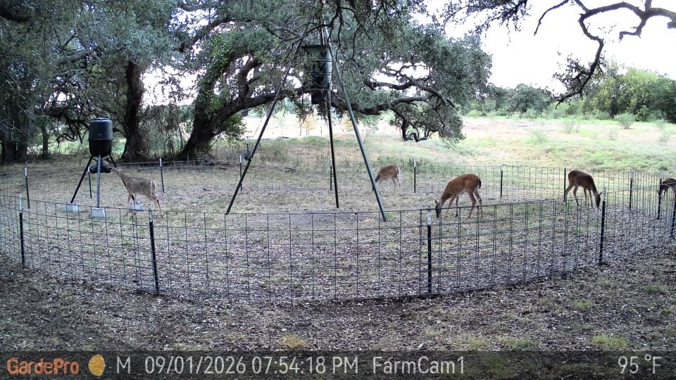 Customer photo review of GardePro Link 1.0 3000ft(1km) Long-Range WiFi Trail Camera