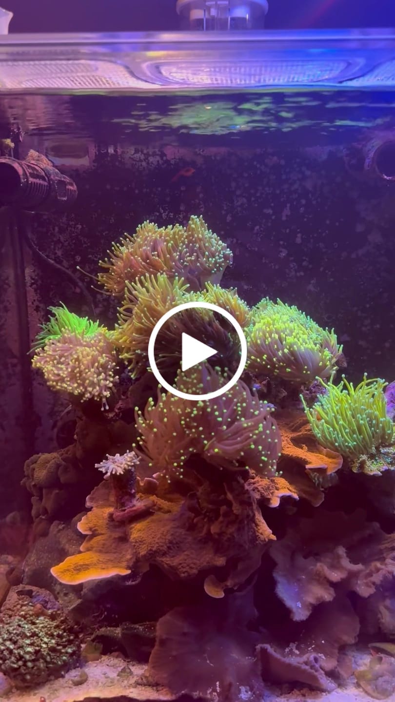 Customer video review of Coral Essentials CVE+