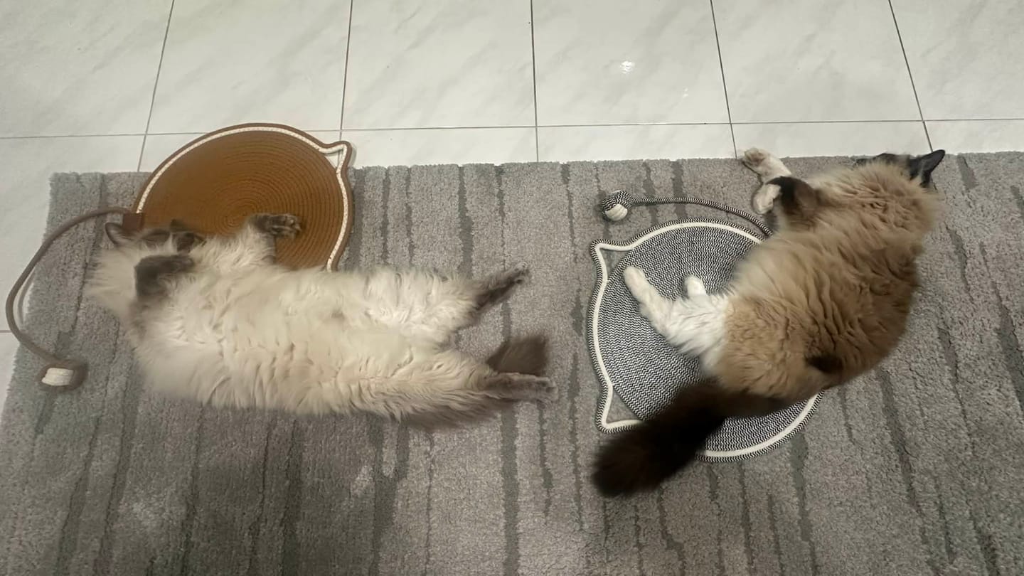 Customer photo review of Instinct Mat | The Scratching Mat Her Biology Actually Recognizes (NEW)
