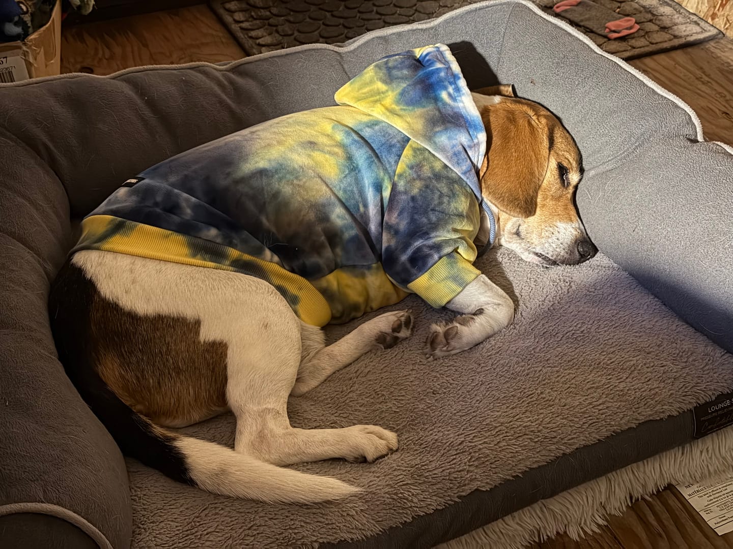 Customer photo review of Velvet Dog Hoodie - Nova