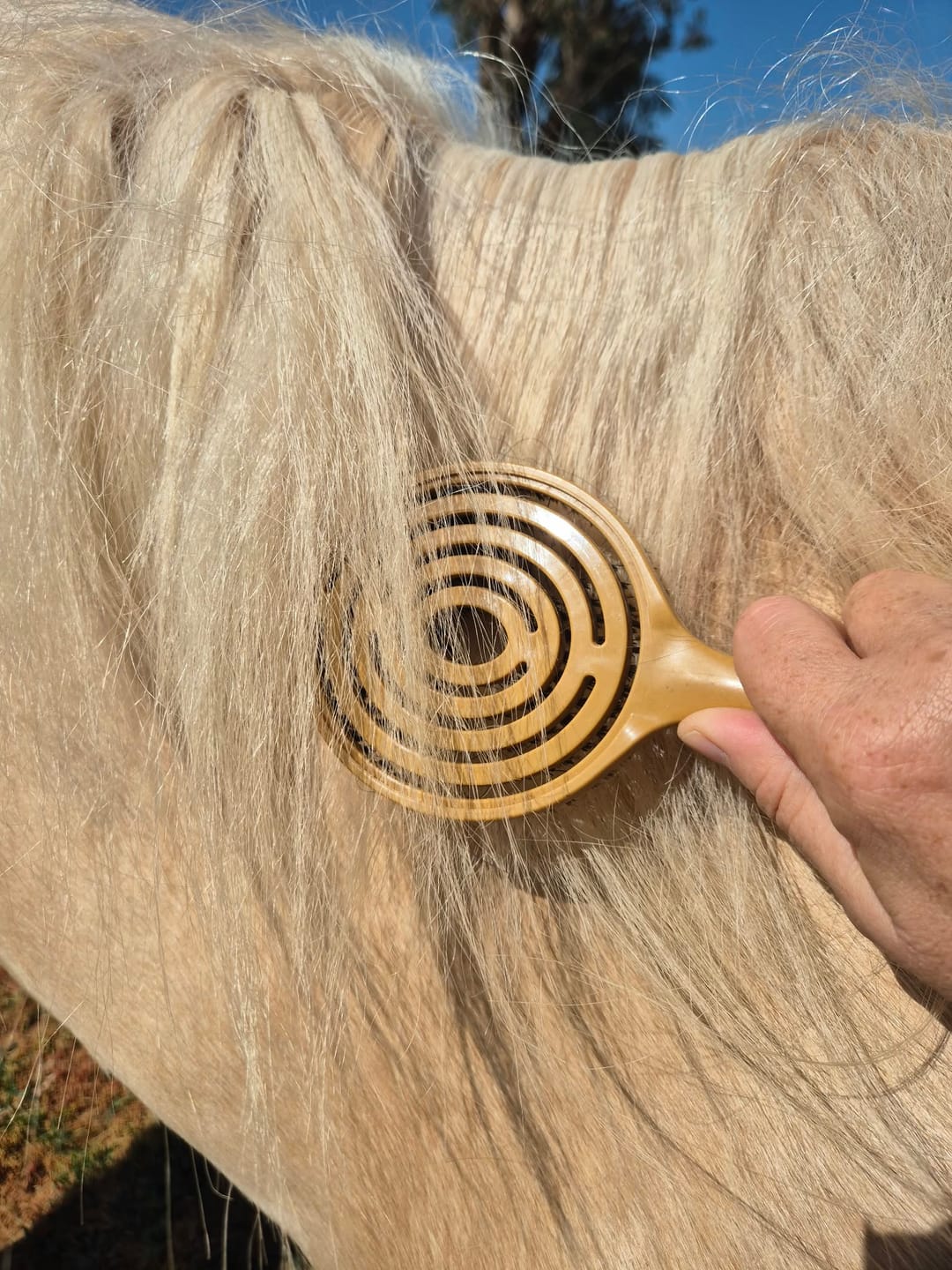 Customer photo review of Queen's Brush - Royal Mane & Tail Brush