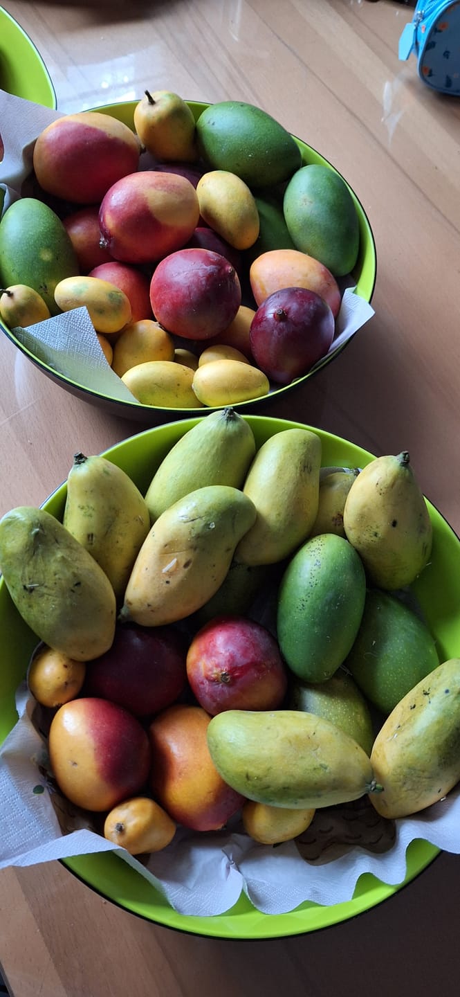 Customer photo review of Mini-Mango von Juan 3kg Retterbox %