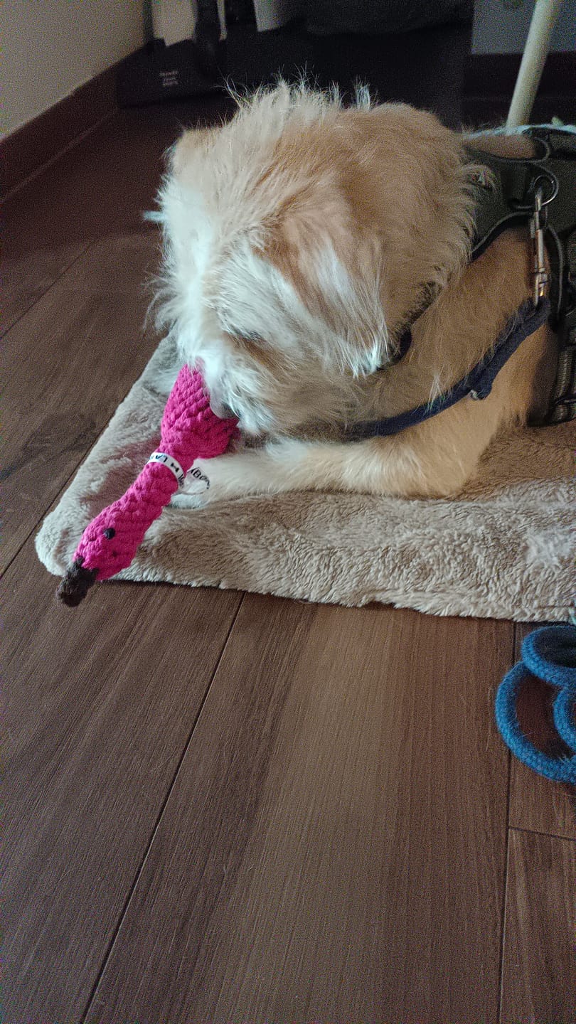 Customer photo review of Spielzeug "Franzi, der Flamingo"