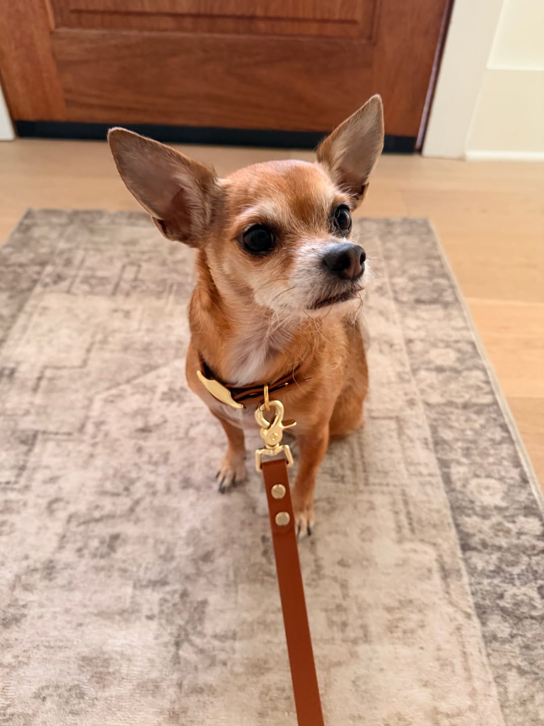Customer photo review of Waterproof Multi-Way Dog Leash | Built with BioThane®