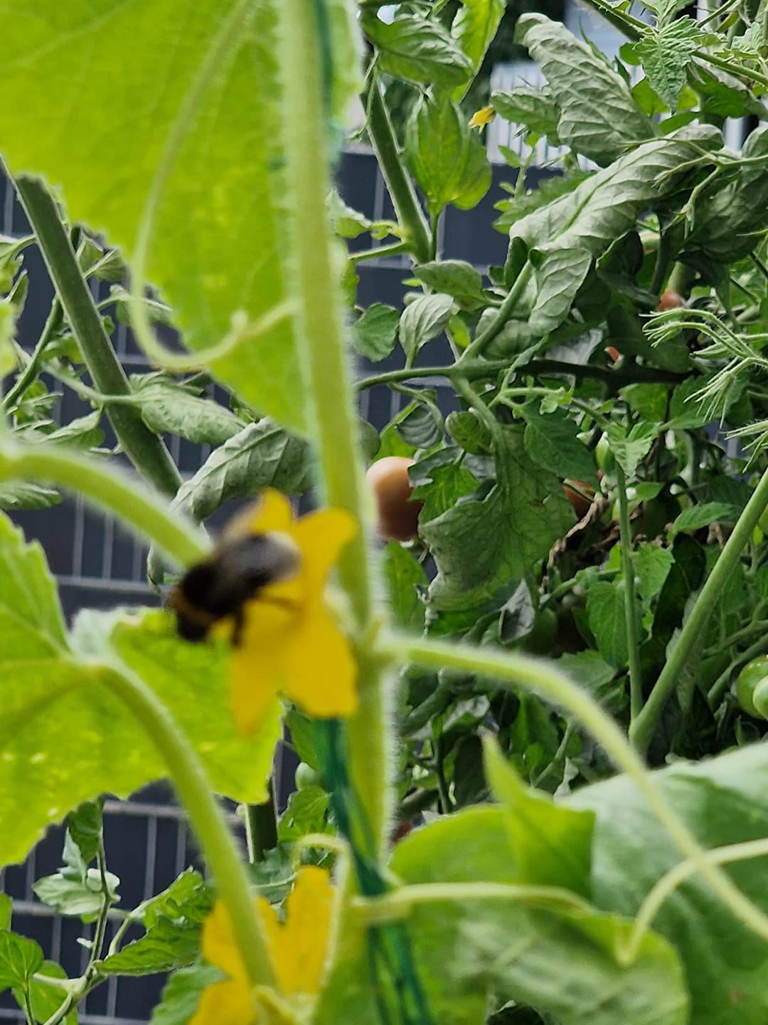 Customer photo review of 40 L Floragard Uni Bio Hochbeet Kompost, Komposterde, Gartenkompost