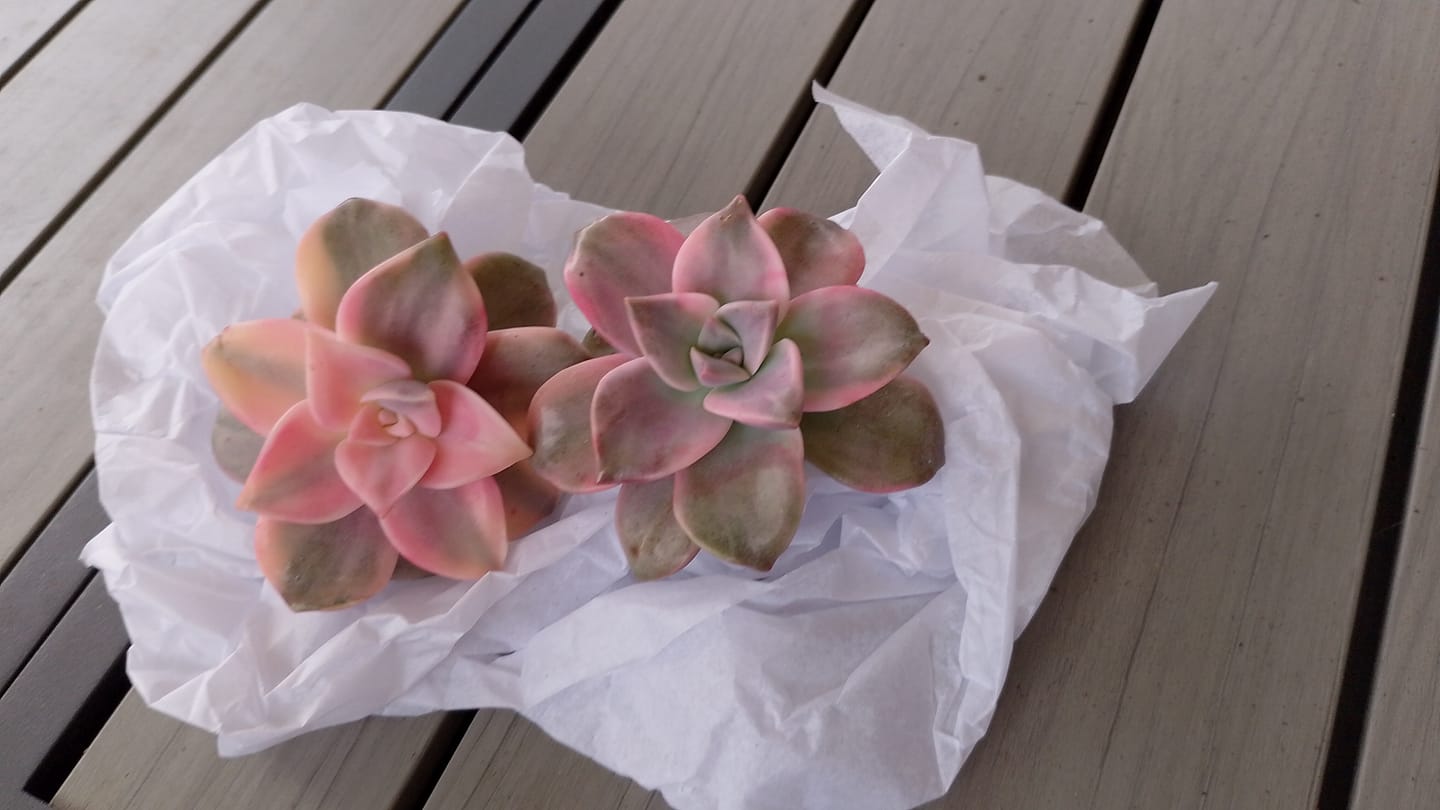 Customer photo review of Graptopetalum 'Purple Delight' Variegated Cutting