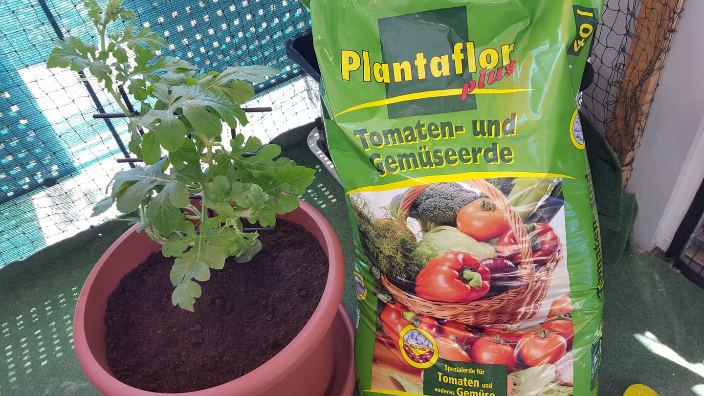 Customer photo review of Plantaflor Plus Tomatenerde, Gemüseerde, Paprikaerde, Gurkenerde, Gartenerde